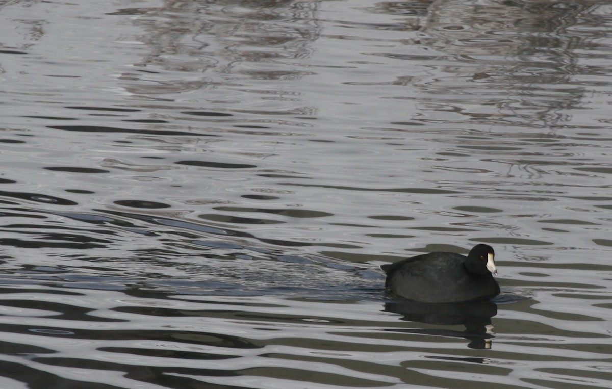 American Coot - ML55709561