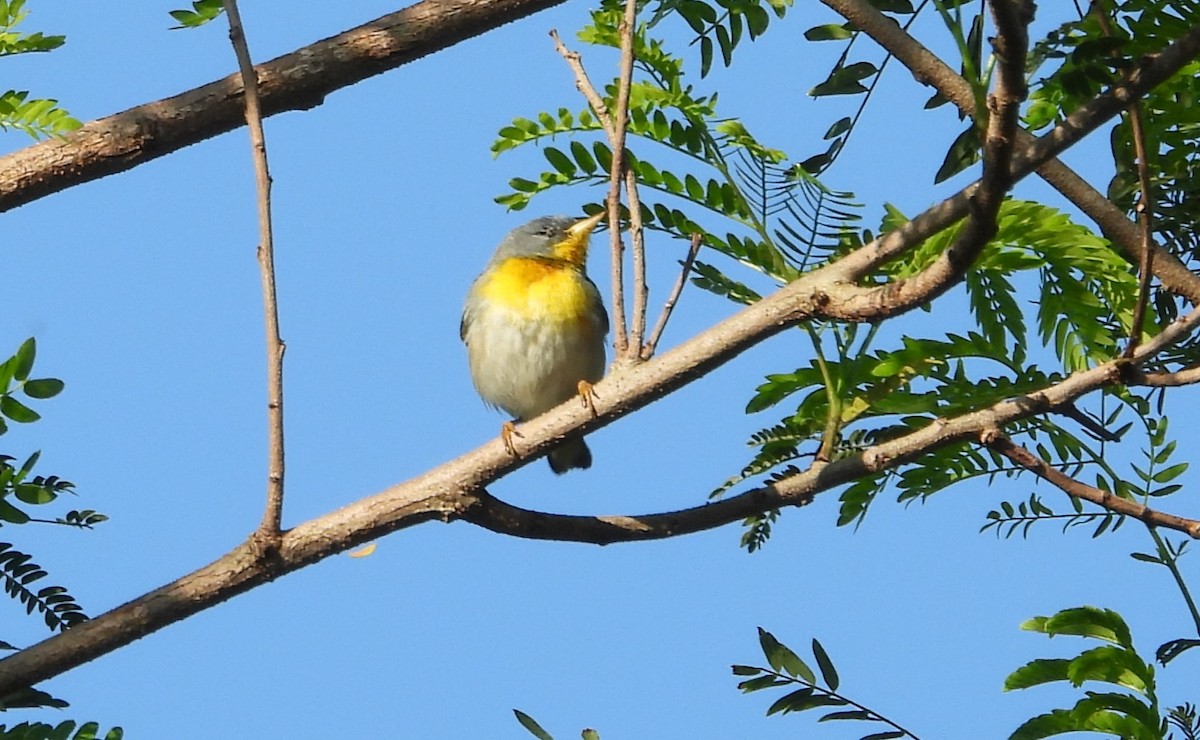 Northern Parula - Paolo Matteucci