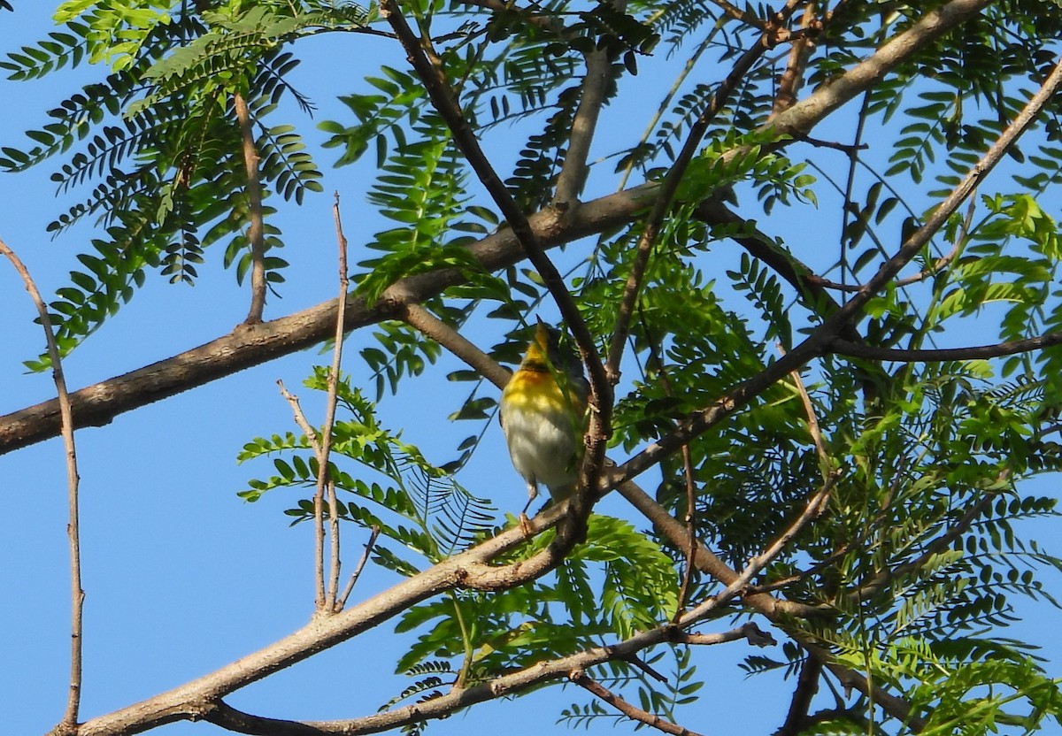 Northern Parula - Paolo Matteucci