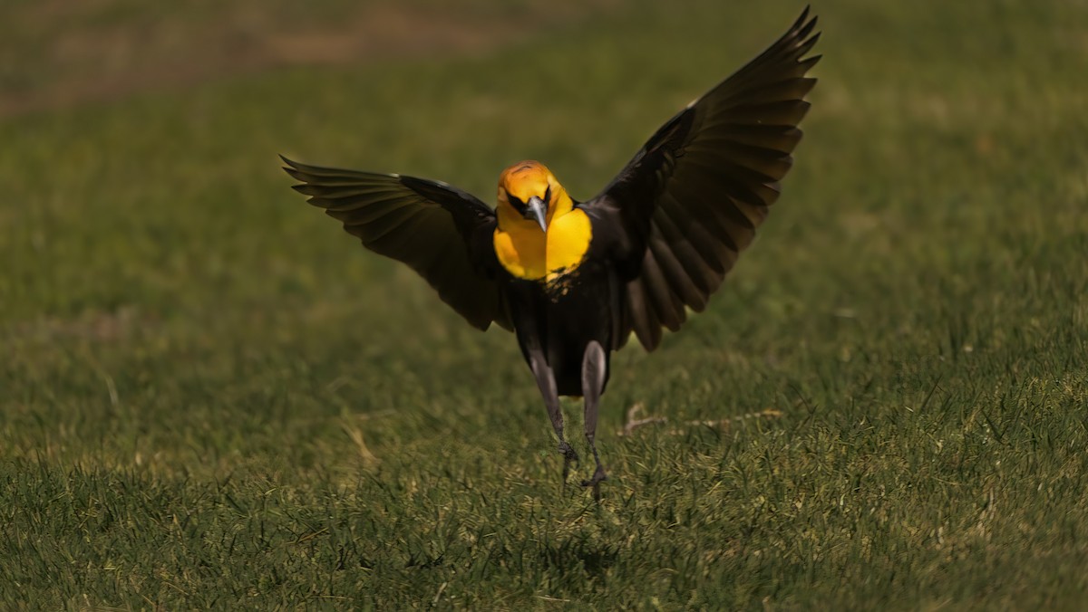 Yellow-headed Blackbird - ML557096211