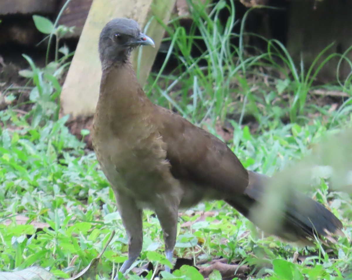 Gray-headed Chachalaca - Jon Selle