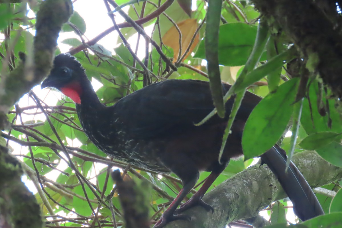 Crested Guan - Jon Selle