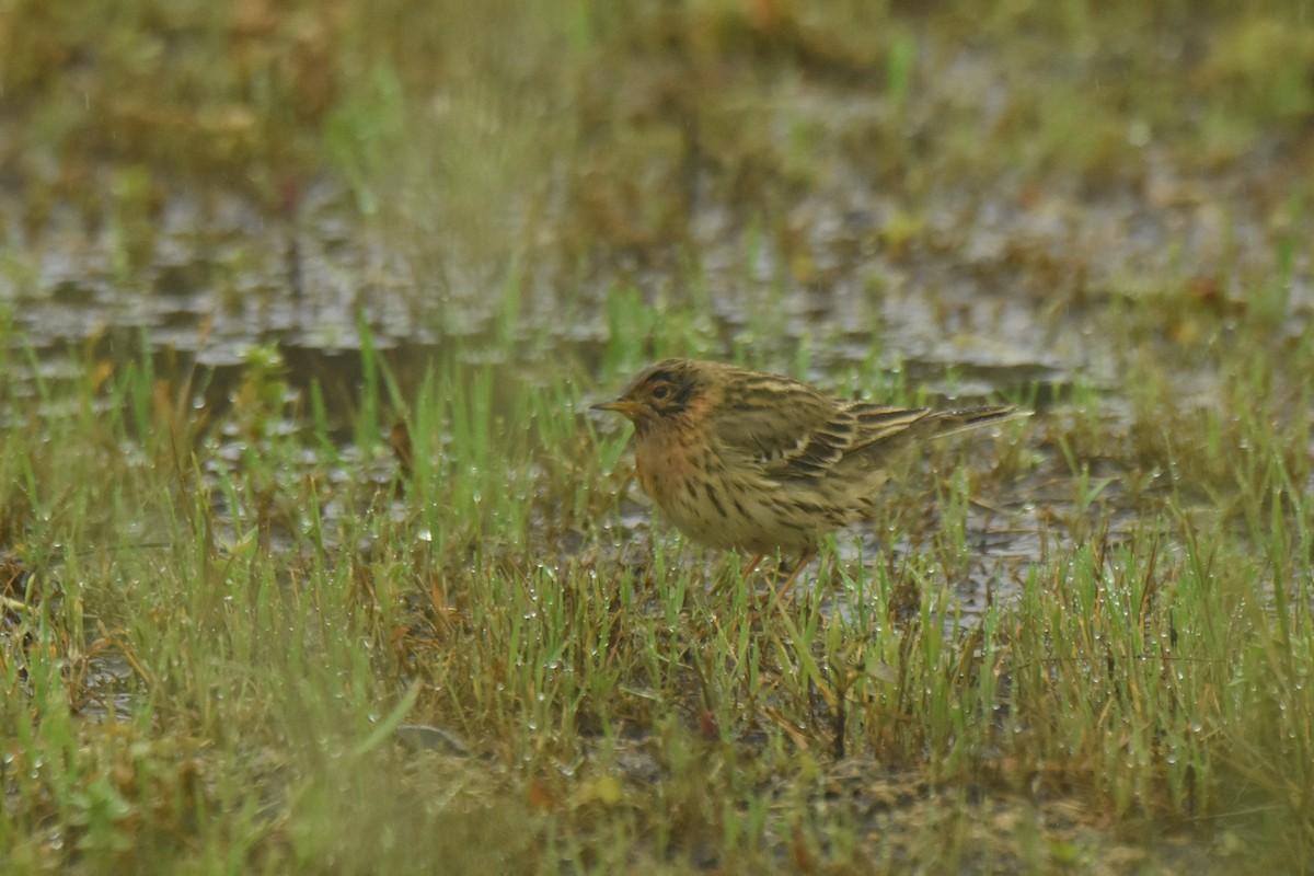 Red-throated Pipit - ML557096861