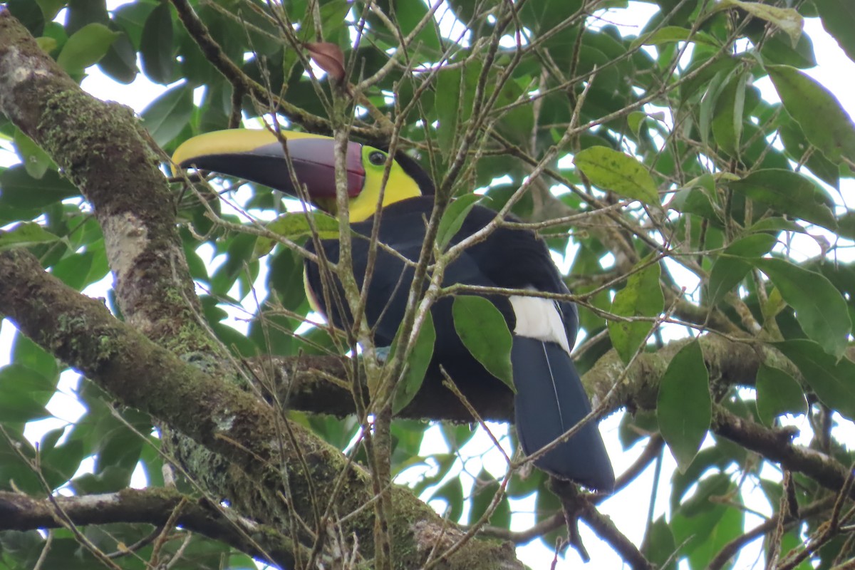Yellow-throated Toucan - Jon Selle