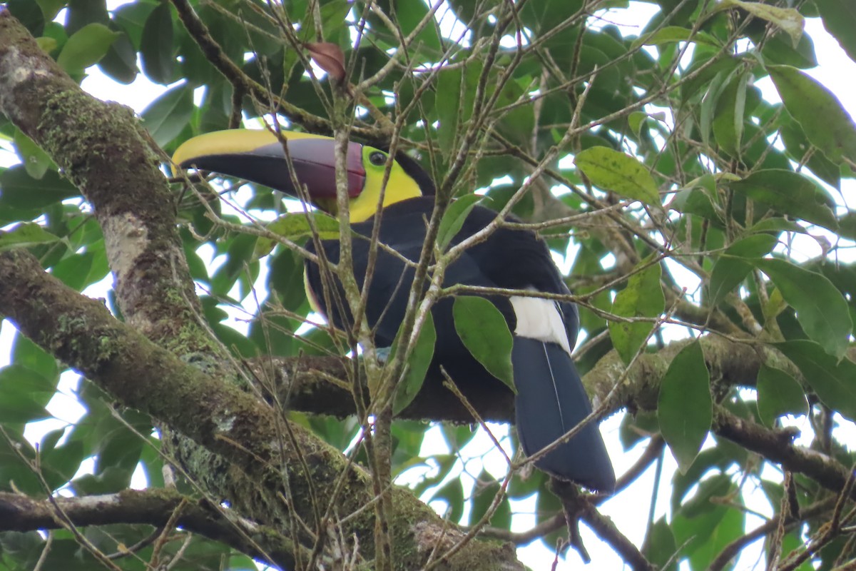 Yellow-throated Toucan - ML557096961