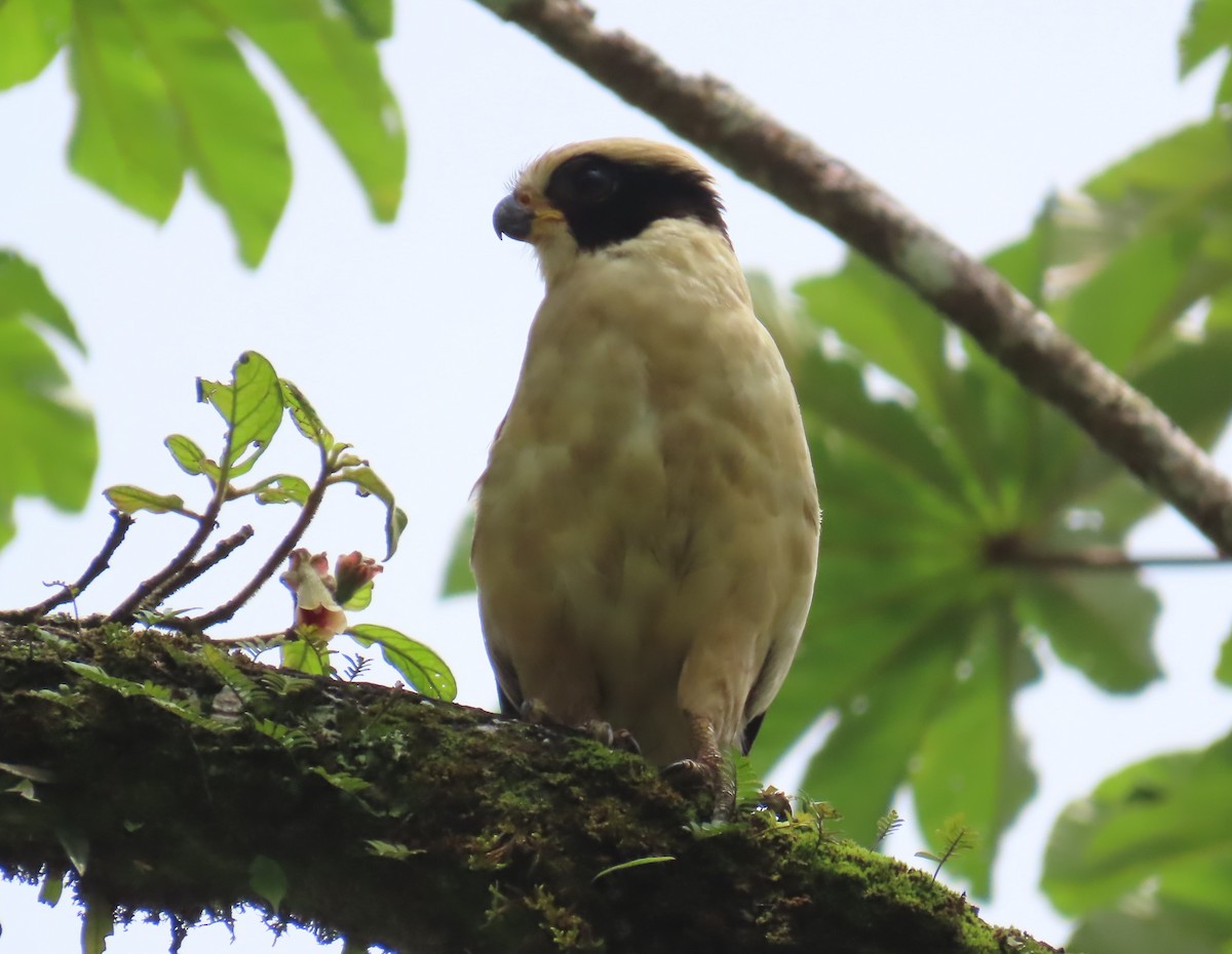 Laughing Falcon - Jon Selle