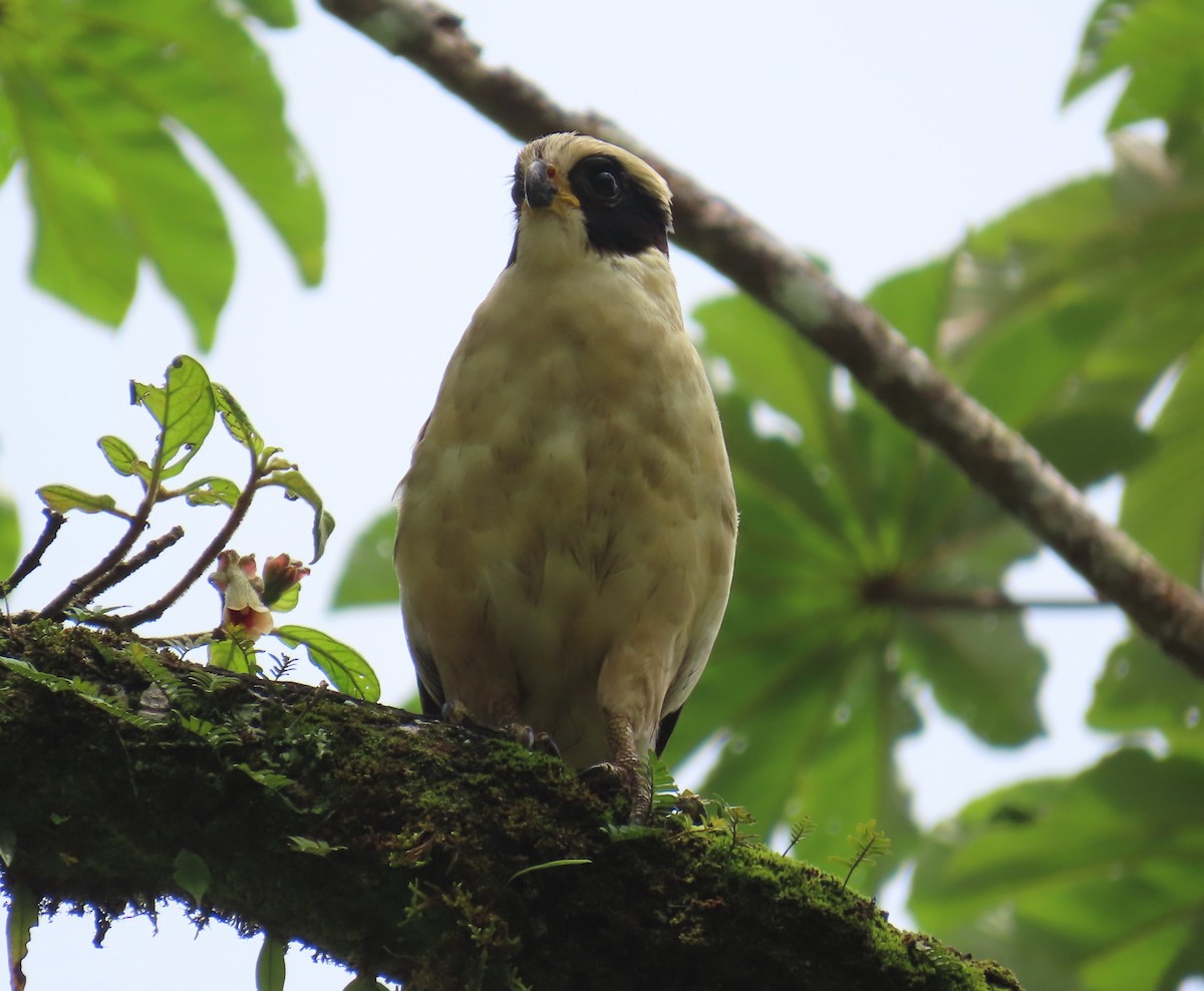 Laughing Falcon - Jon Selle