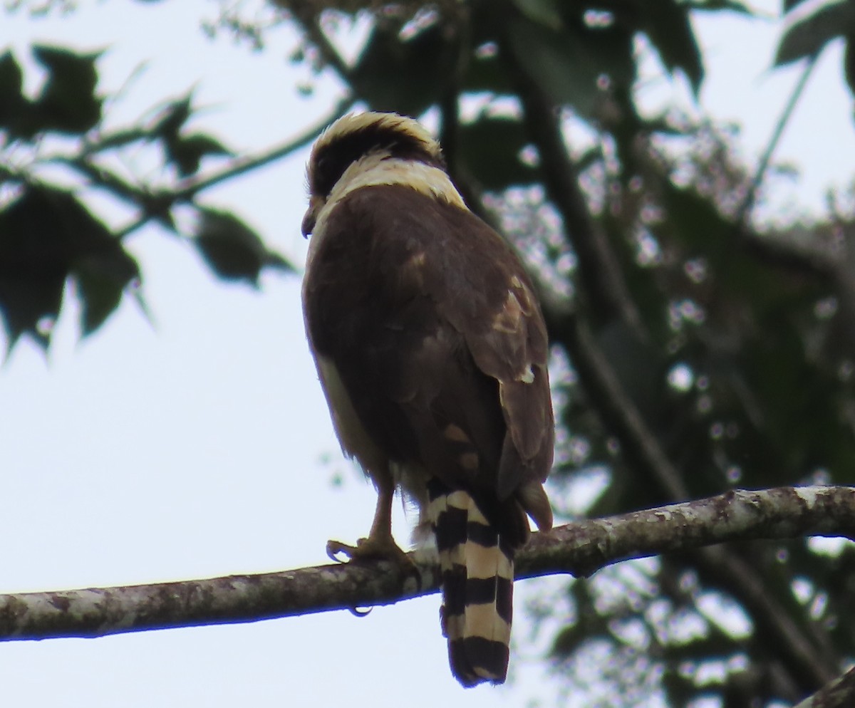 Laughing Falcon - Jon Selle