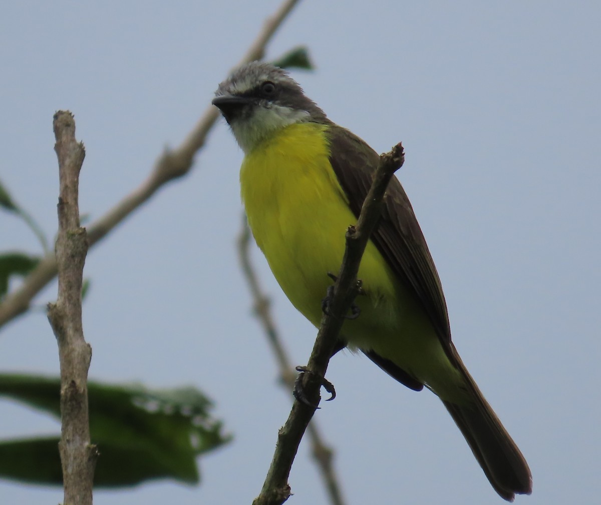 Gray-capped Flycatcher - ML557097361