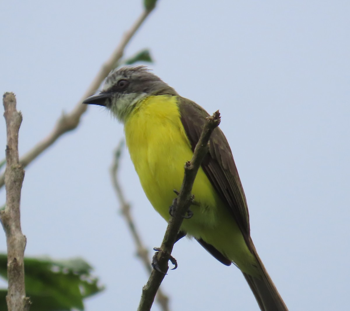 Gray-capped Flycatcher - Jon Selle