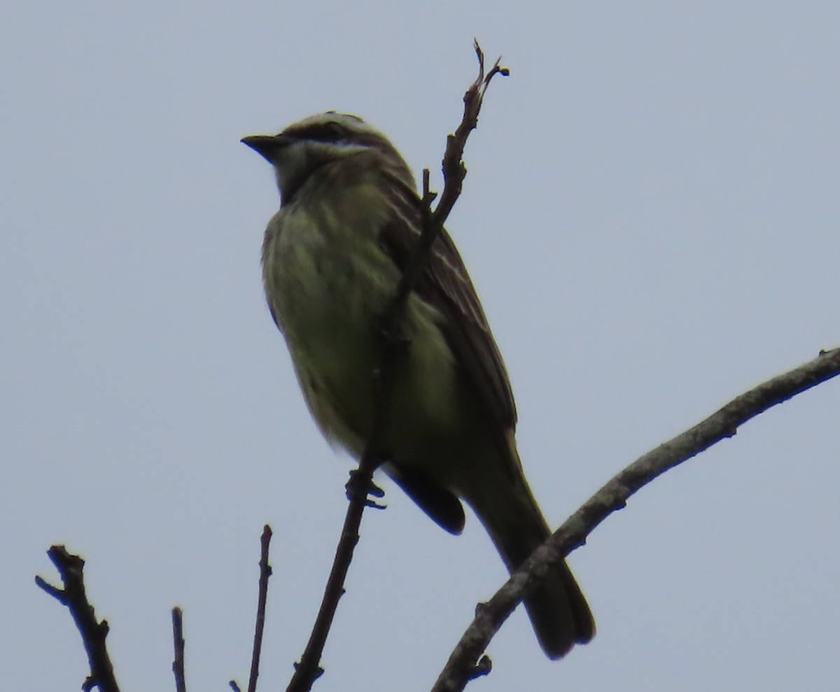 Piratic Flycatcher - Jon Selle