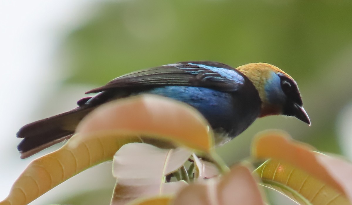 Golden-hooded Tanager - ML557097601