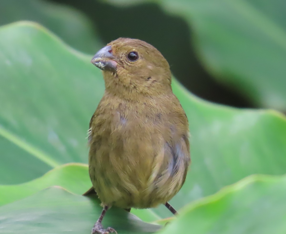 Variable Seedeater - ML557098081