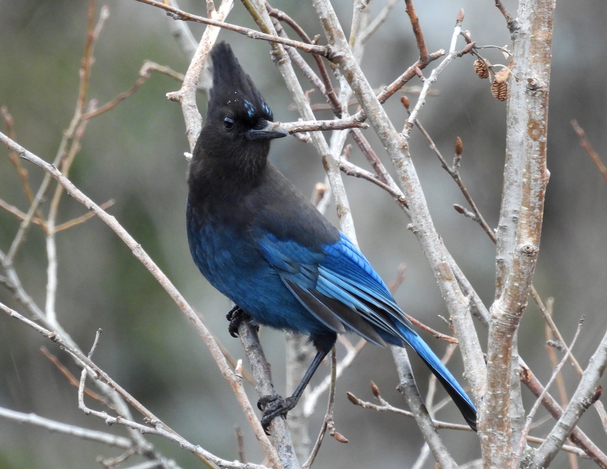 Steller's Jay - ML557099021