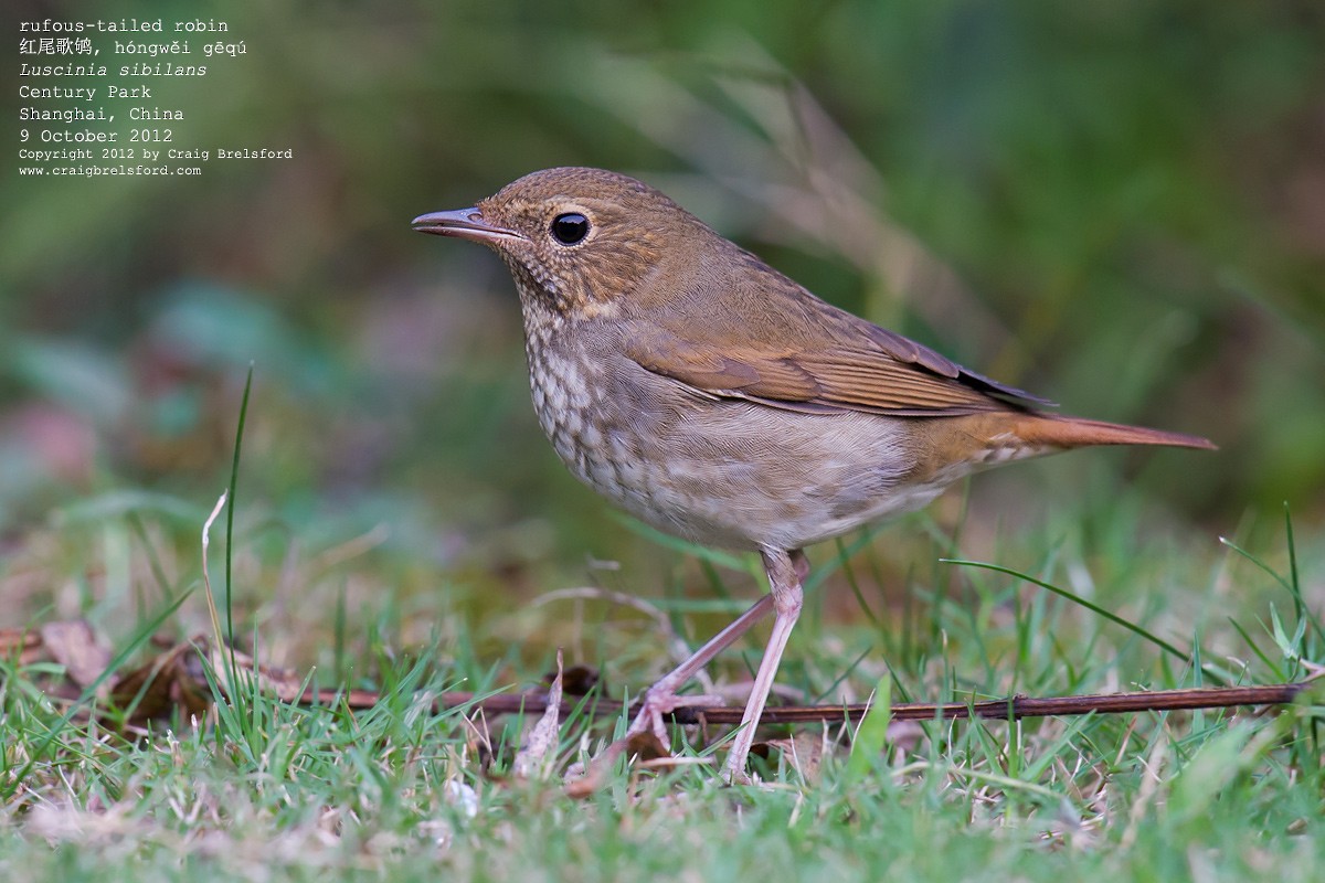 Rufous-tailed Robin - Craig Brelsford
