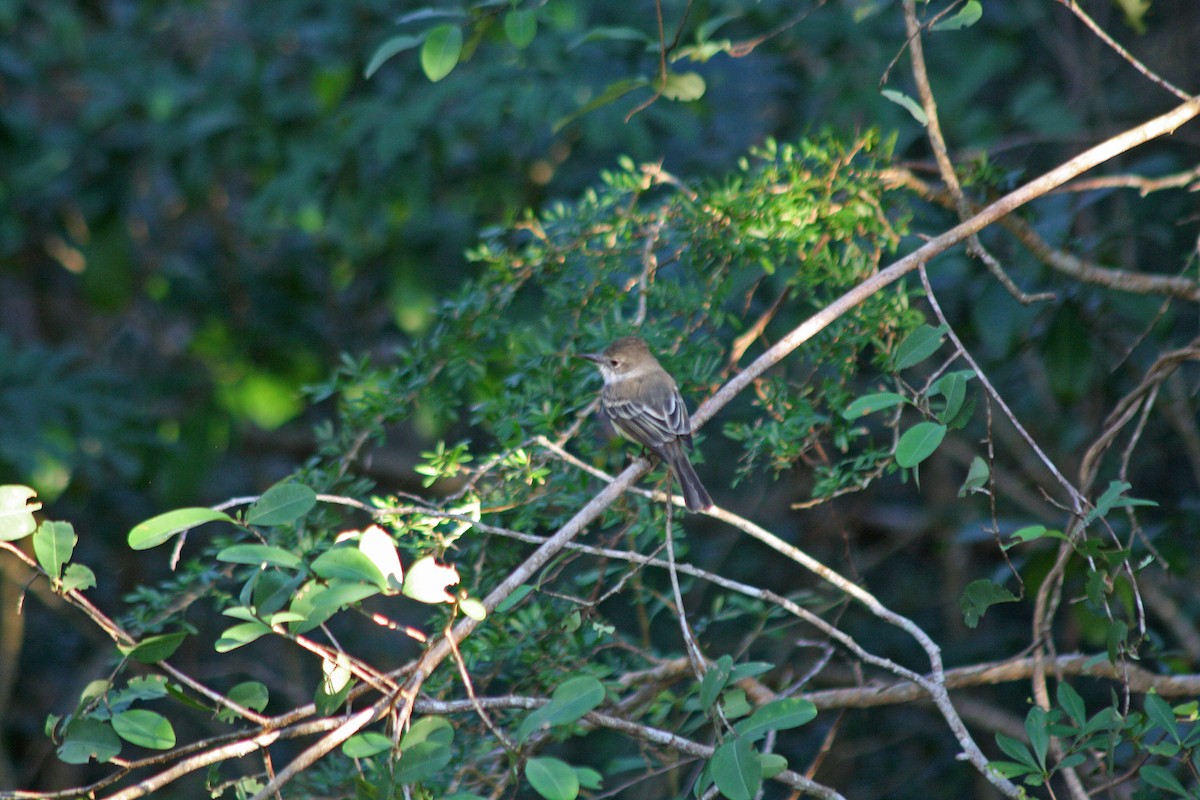 Cuban Pewee - ML557100001