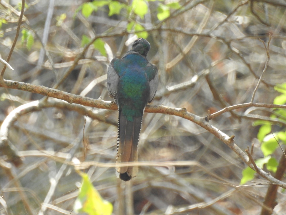 Elegant Trogon (Elegant) - Otto Alvarado