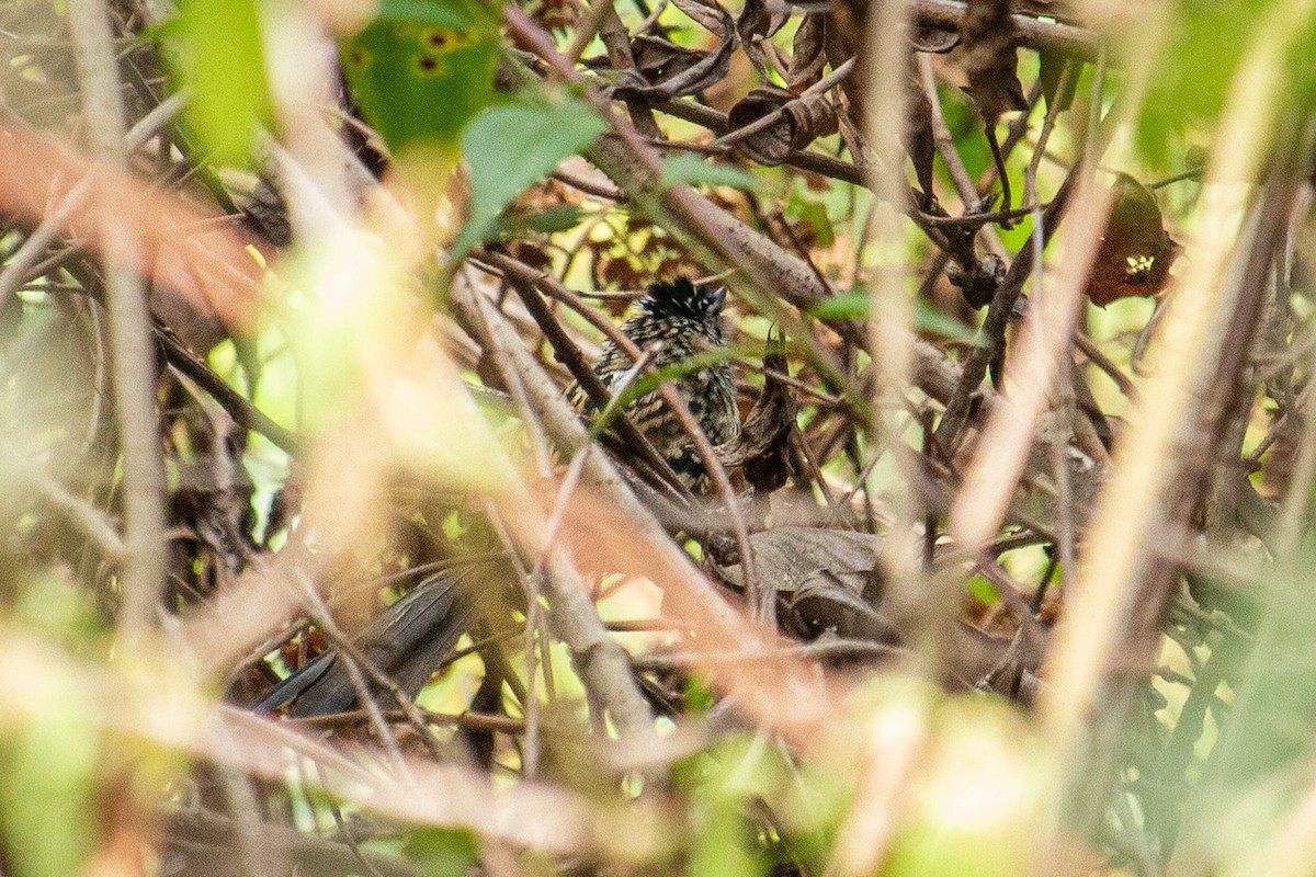 Klages's Antbird - ML557100431