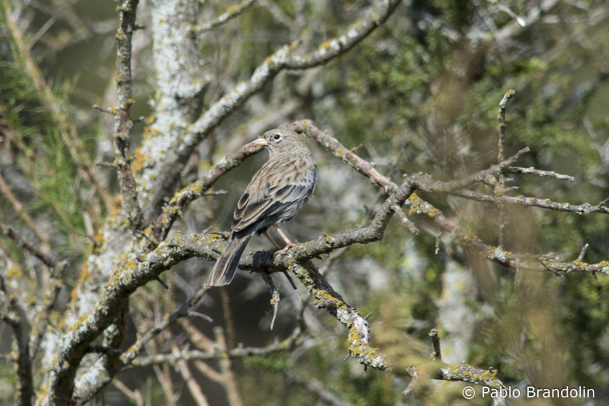 Carbonated Sierra Finch - ML55710051