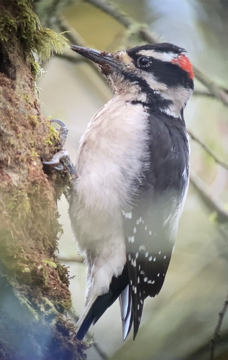 Hairy Woodpecker - Shep Thorp