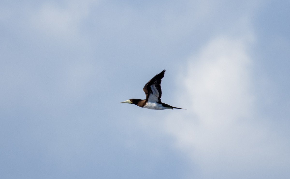 Brown Booby - ML557102501