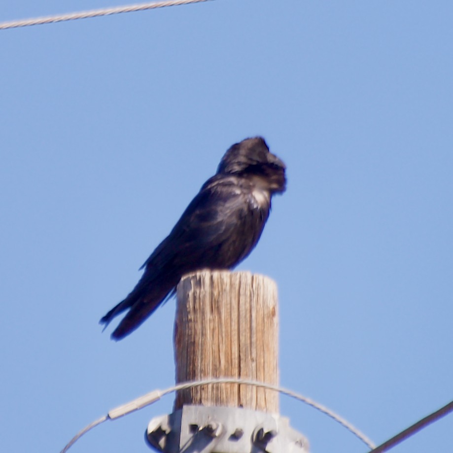 Common Raven - ML557103091