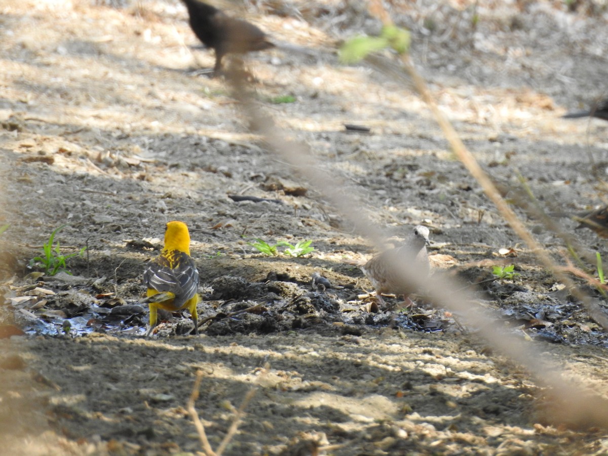 Streak-backed Oriole (Streak-backed) - ML557103281