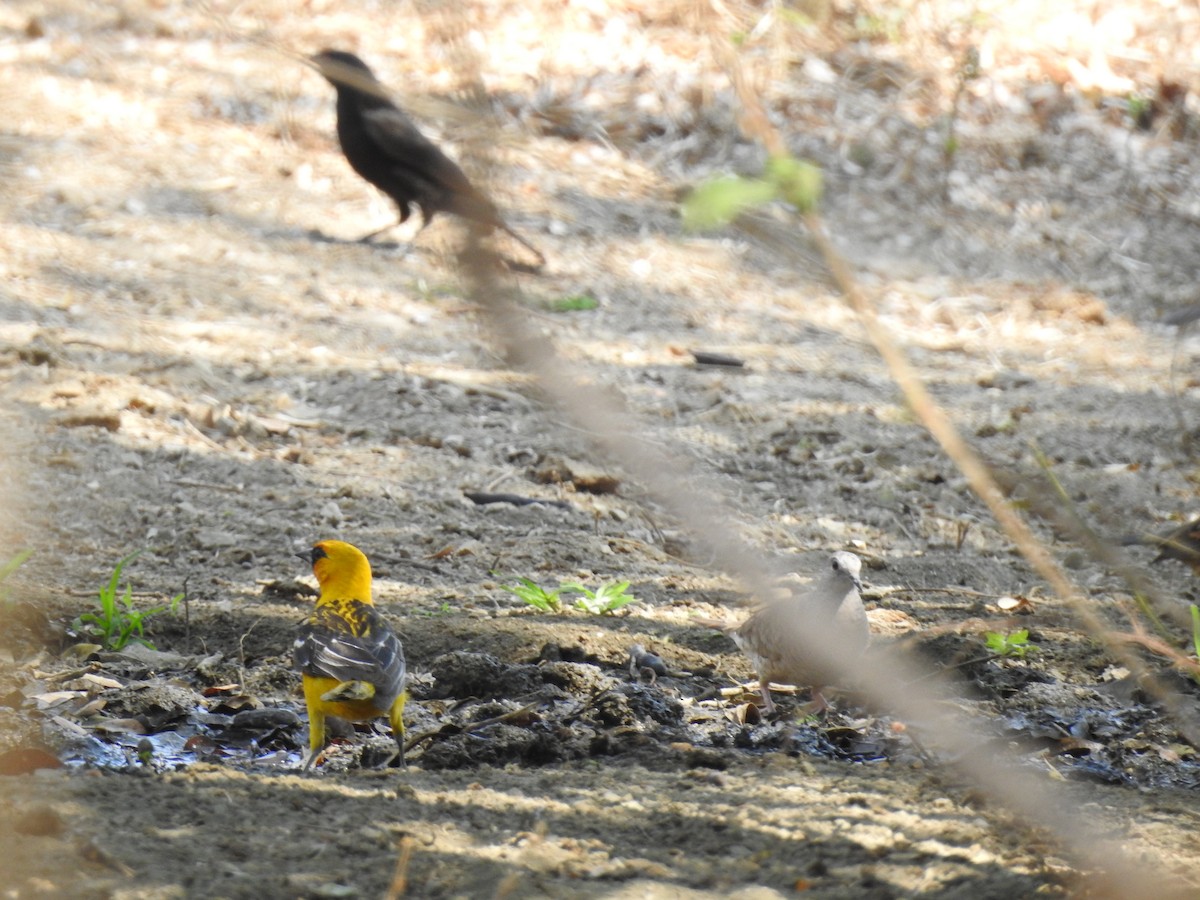 Streak-backed Oriole (Streak-backed) - ML557103301