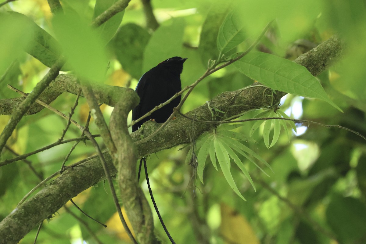 Long-tailed Manakin - E R