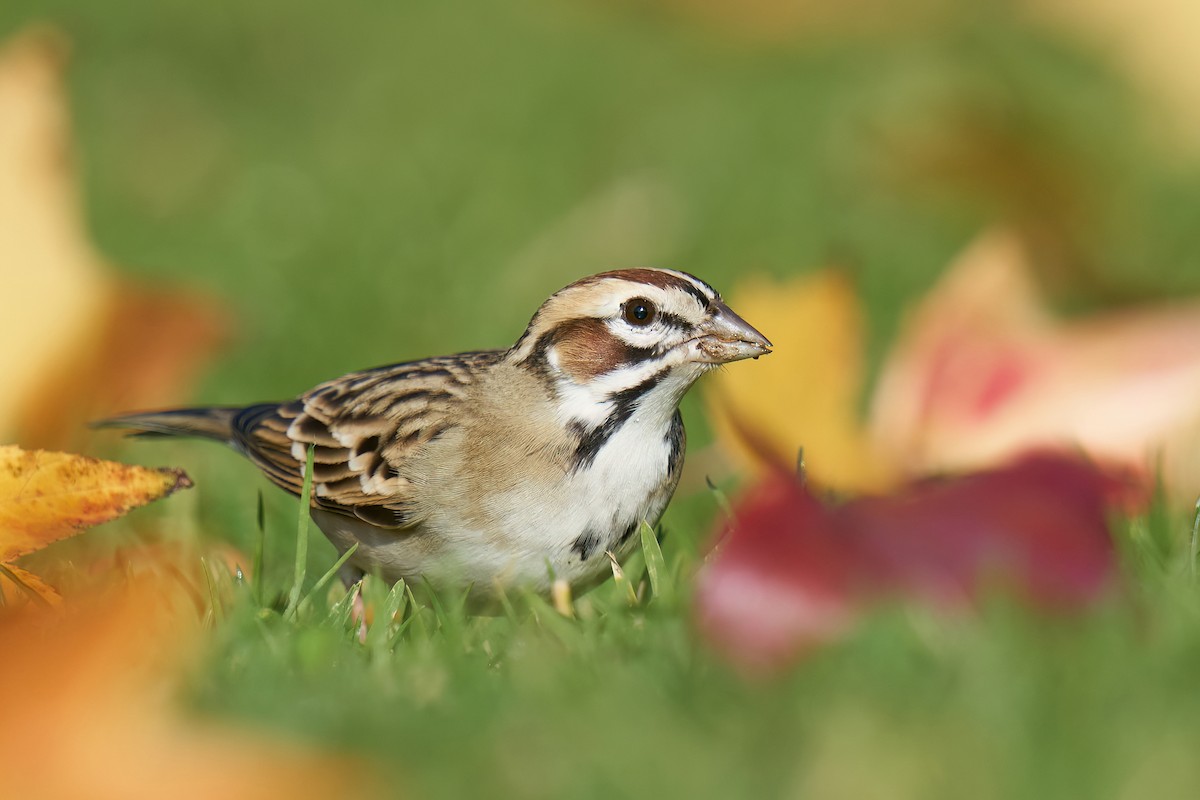 Lark Sparrow - ML557104711