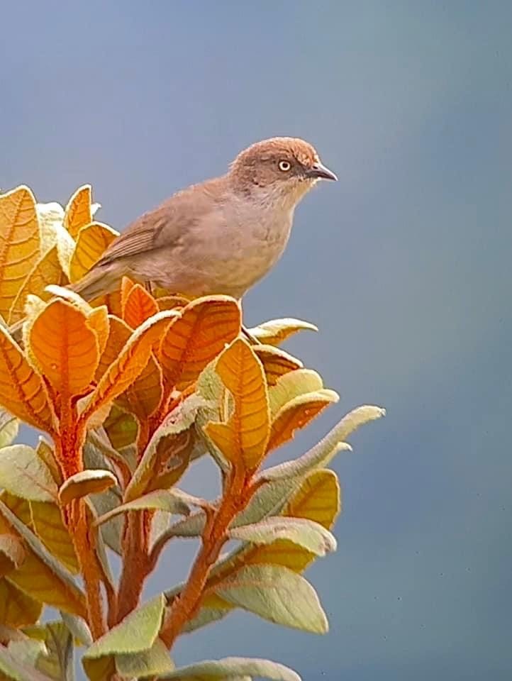 ハイイロモリフウキンチョウ - ML557105271