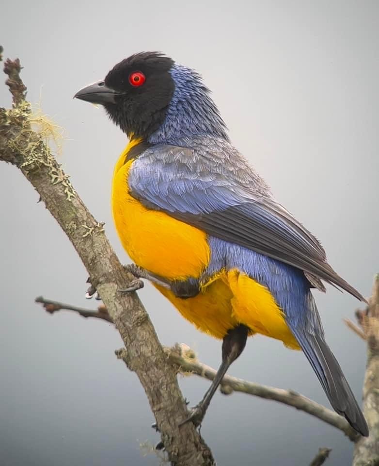 Hooded Mountain Tanager - William Orellana (Beaks and Peaks)