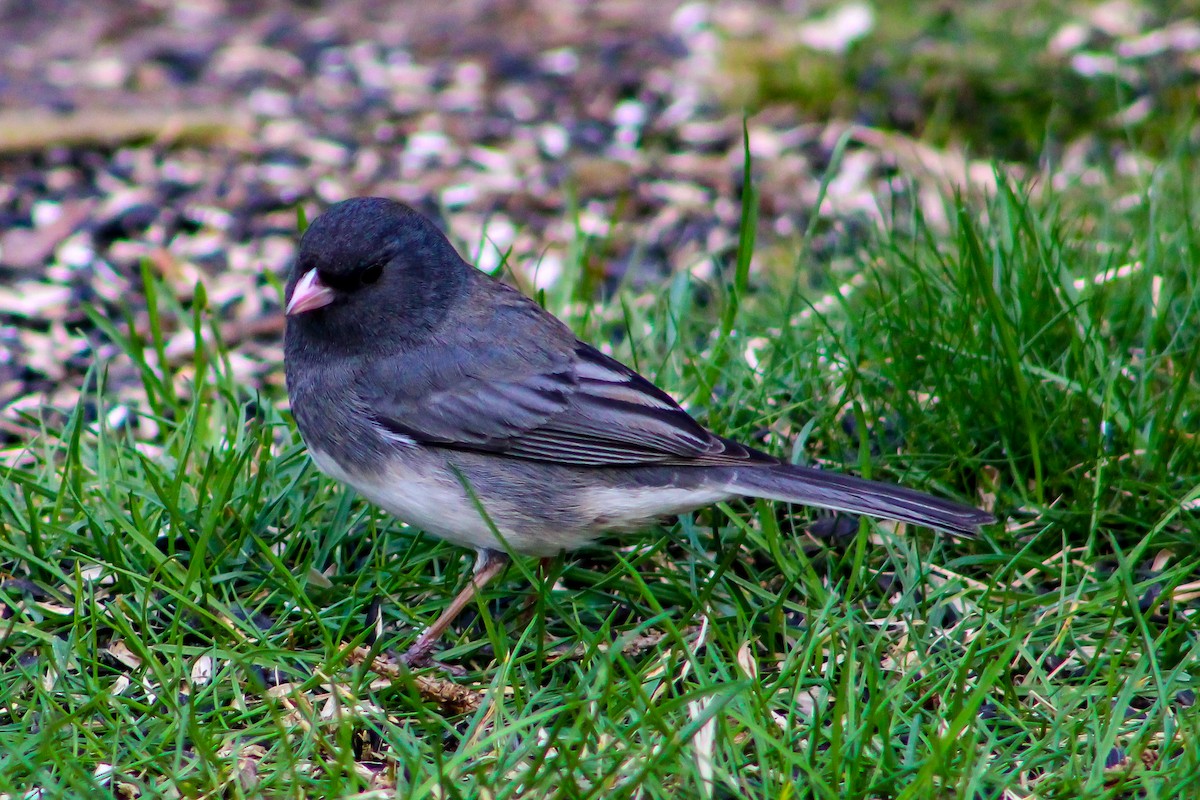 Junco ardoisé - ML557107691