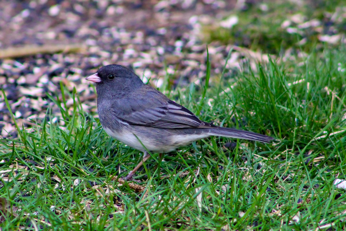 Junco ardoisé - ML557107701