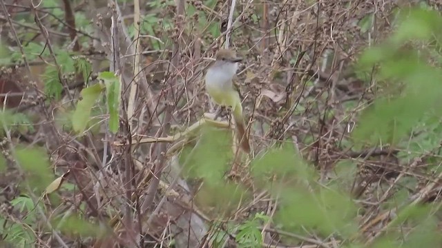 Brown-crested Flycatcher - ML557107721