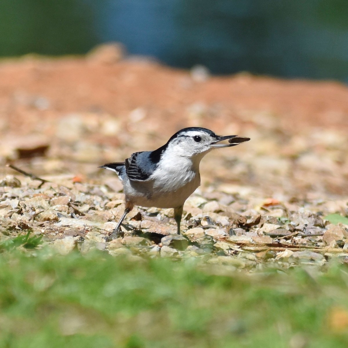 White-breasted Nuthatch - ML557108801