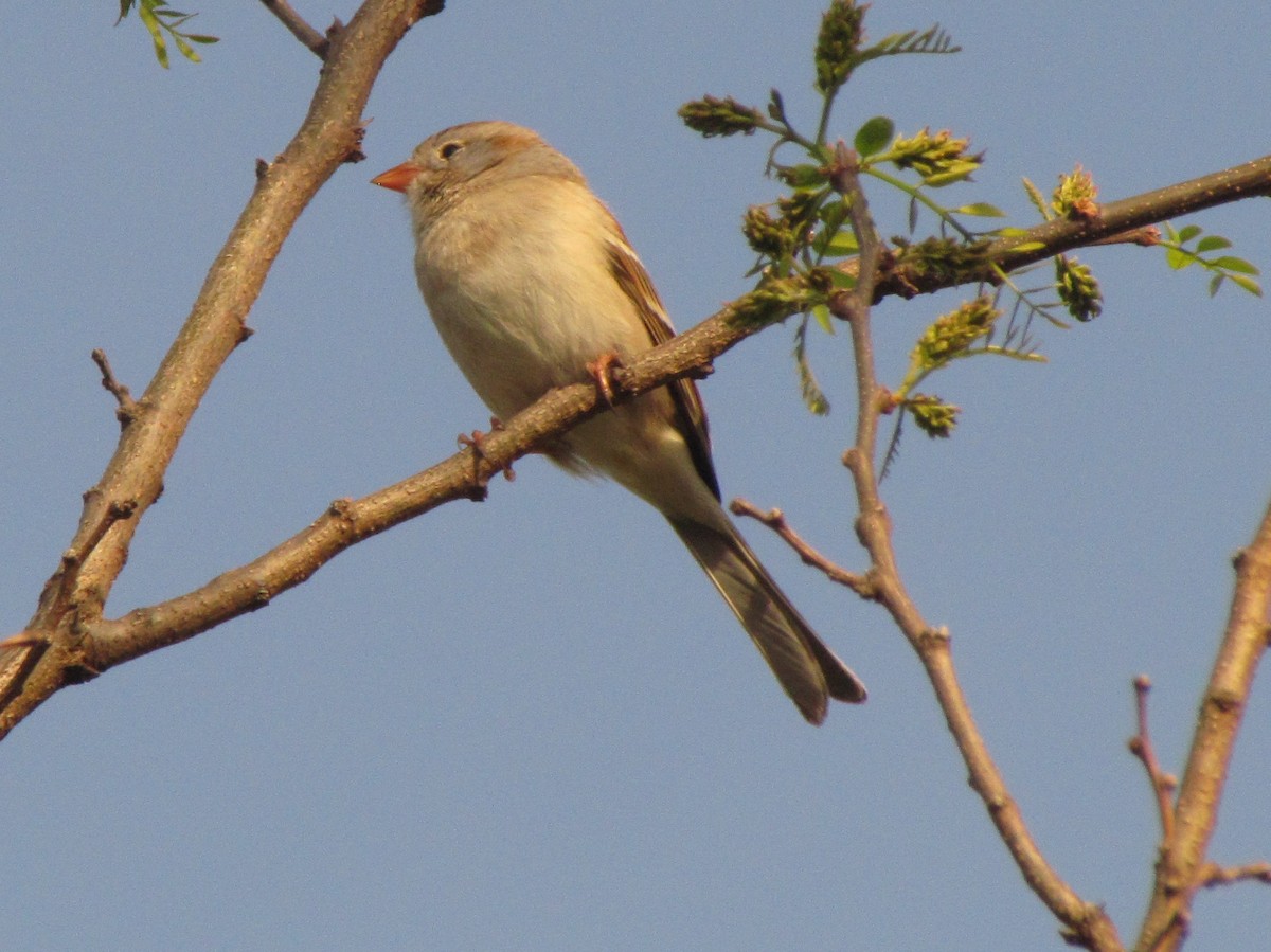 Field Sparrow - Dave Gibson