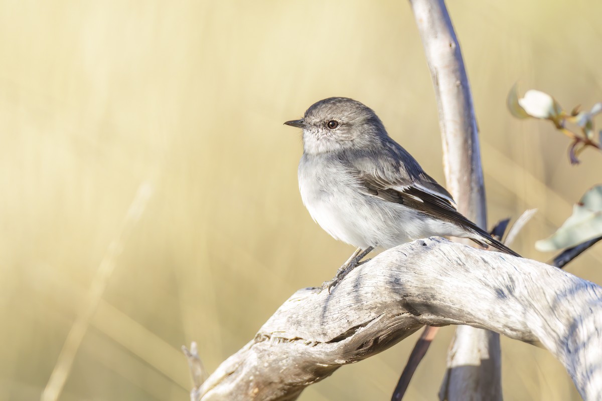 Hooded Robin - ML557109711