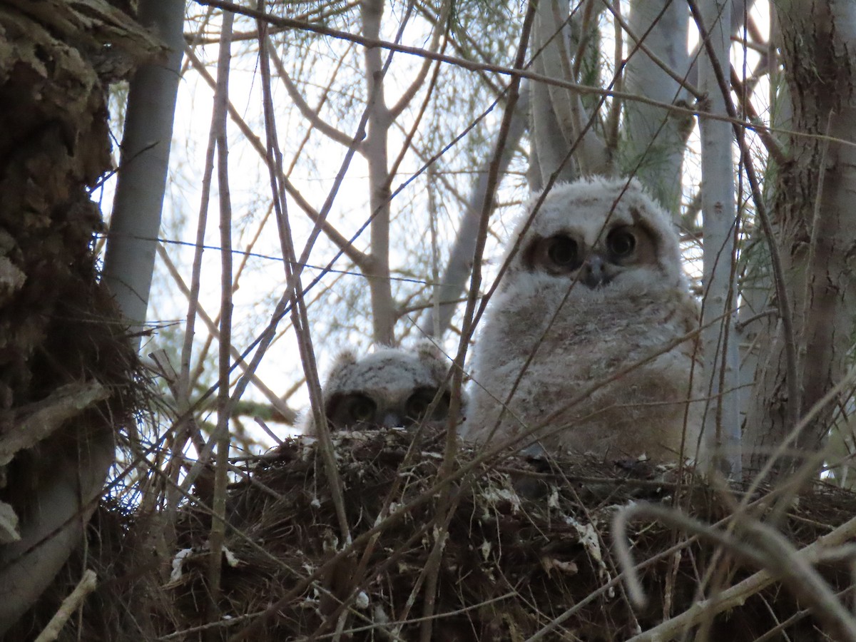 Great Horned Owl - ML557110781