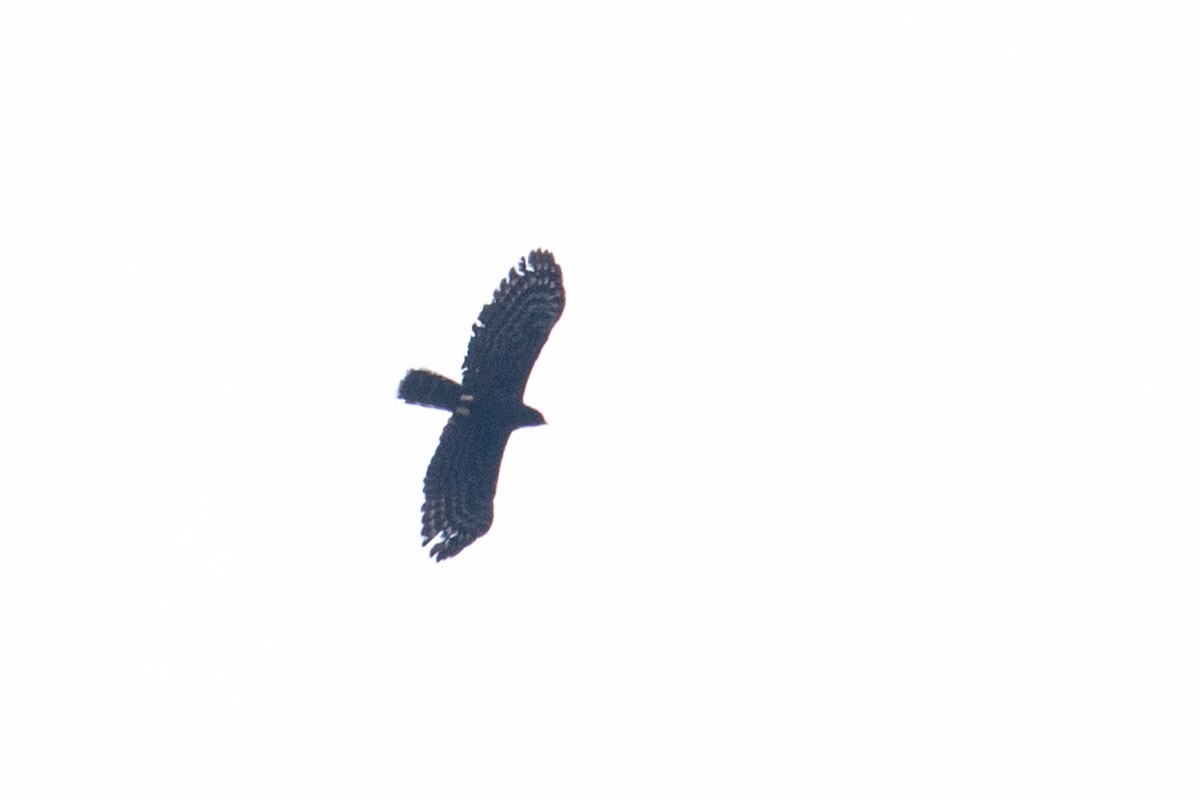 Black Hawk-Eagle - ML557111591