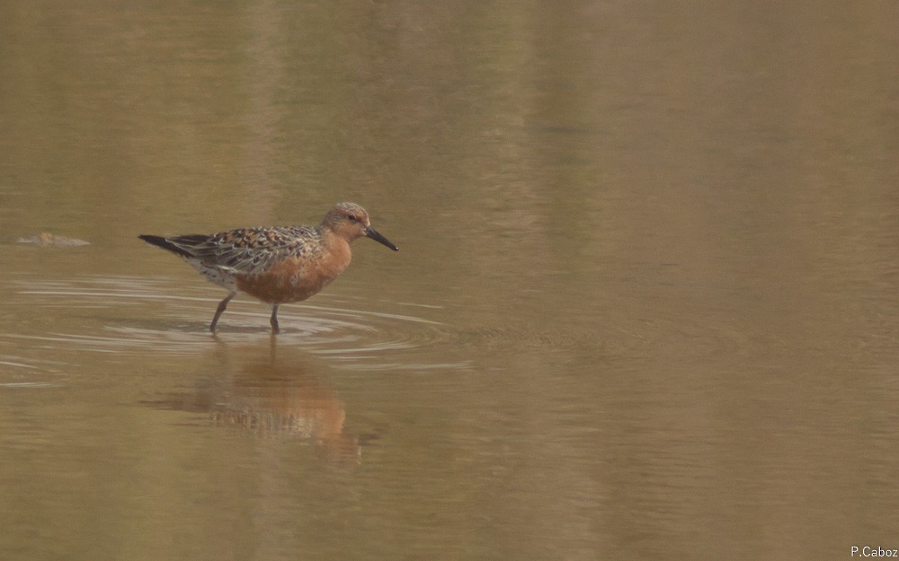 Red Knot - ML55711181