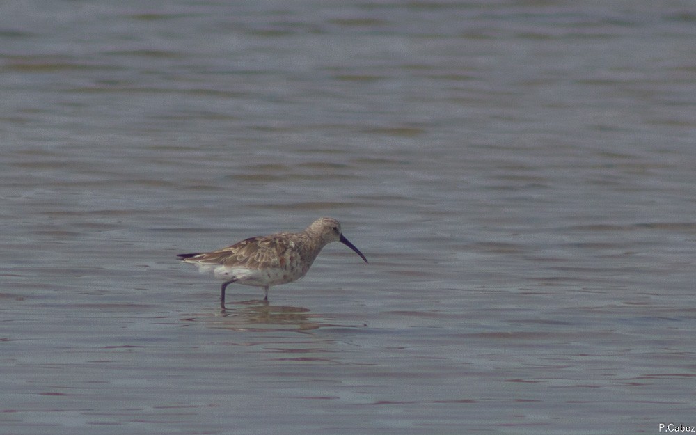 Curlew Sandpiper - ML55711201