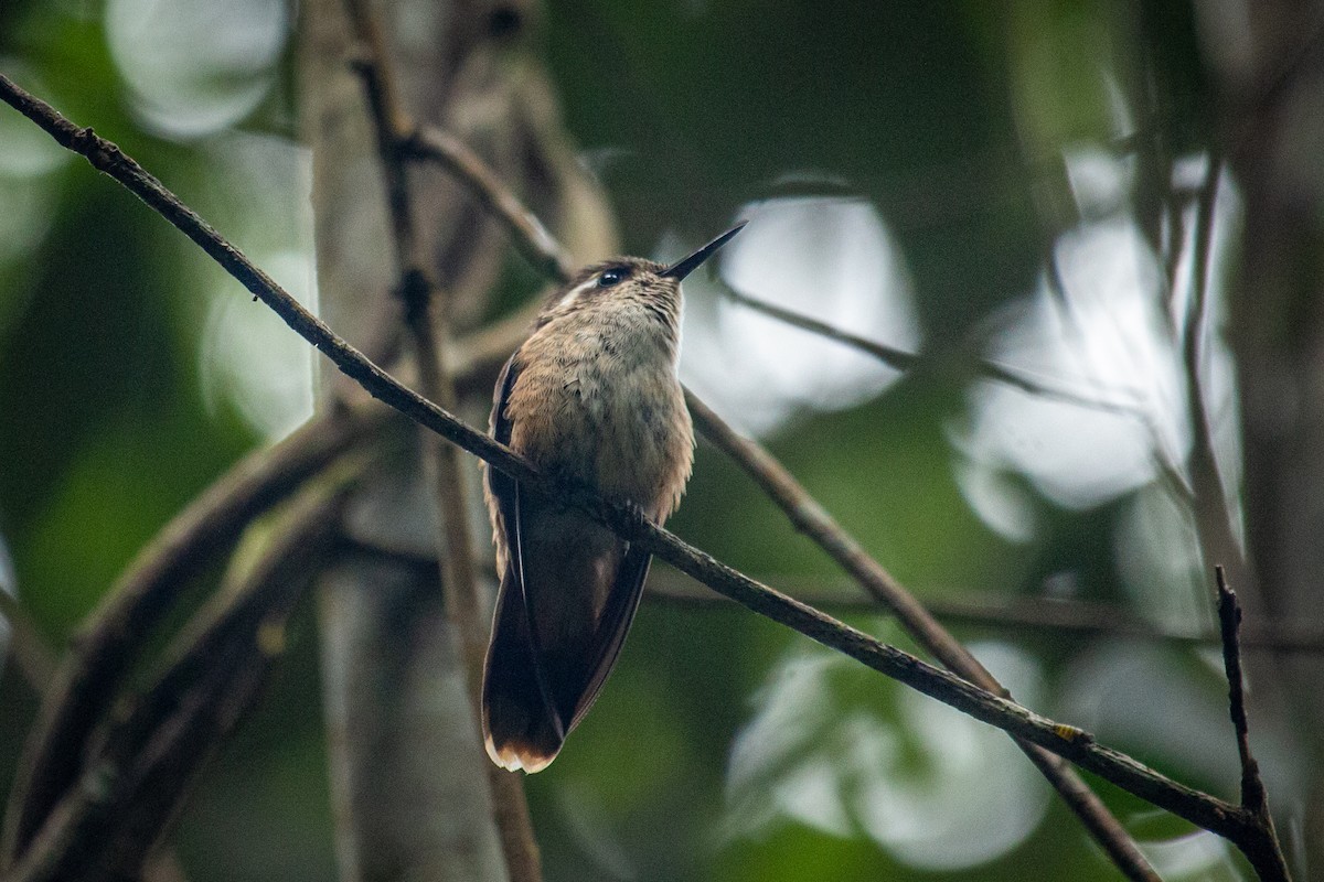 Colibri moucheté - ML557112031