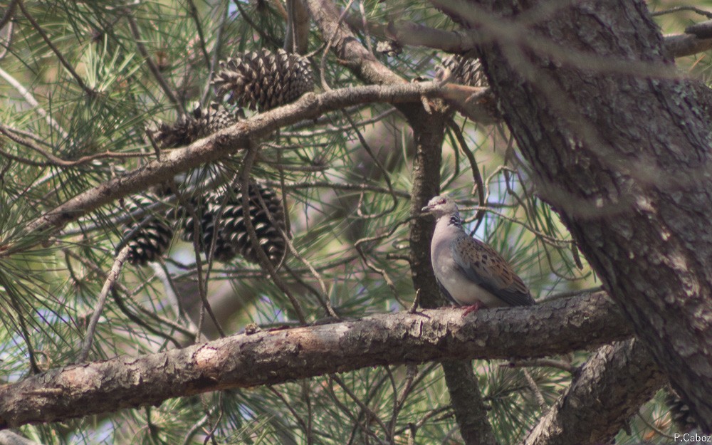 European Turtle-Dove - ML55711251