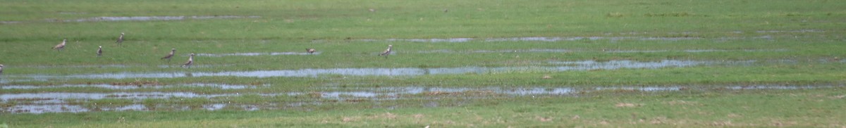 American Golden-Plover - ML557112731