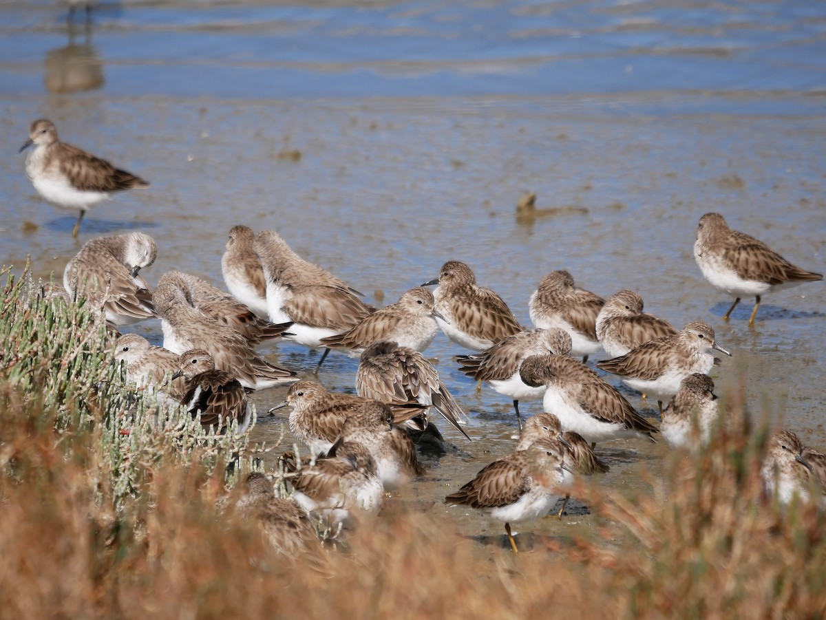Least Sandpiper - ML557112911