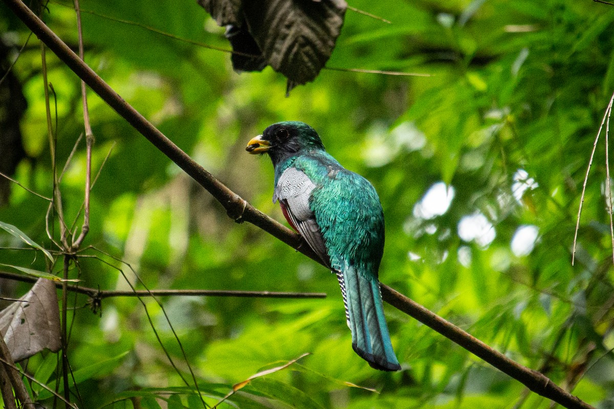 Jungferntrogon - ML557112991