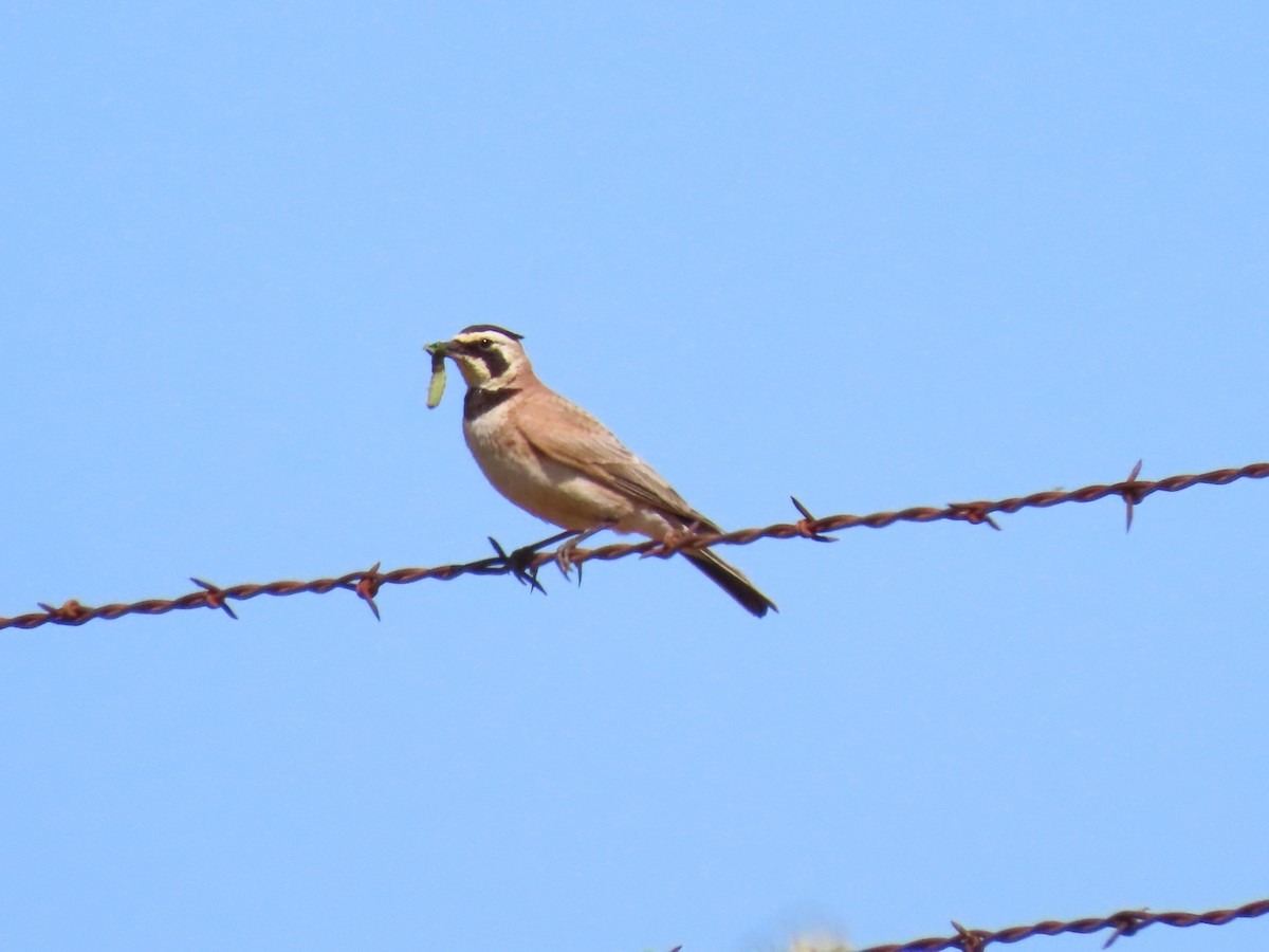 Horned Lark - ML557113101