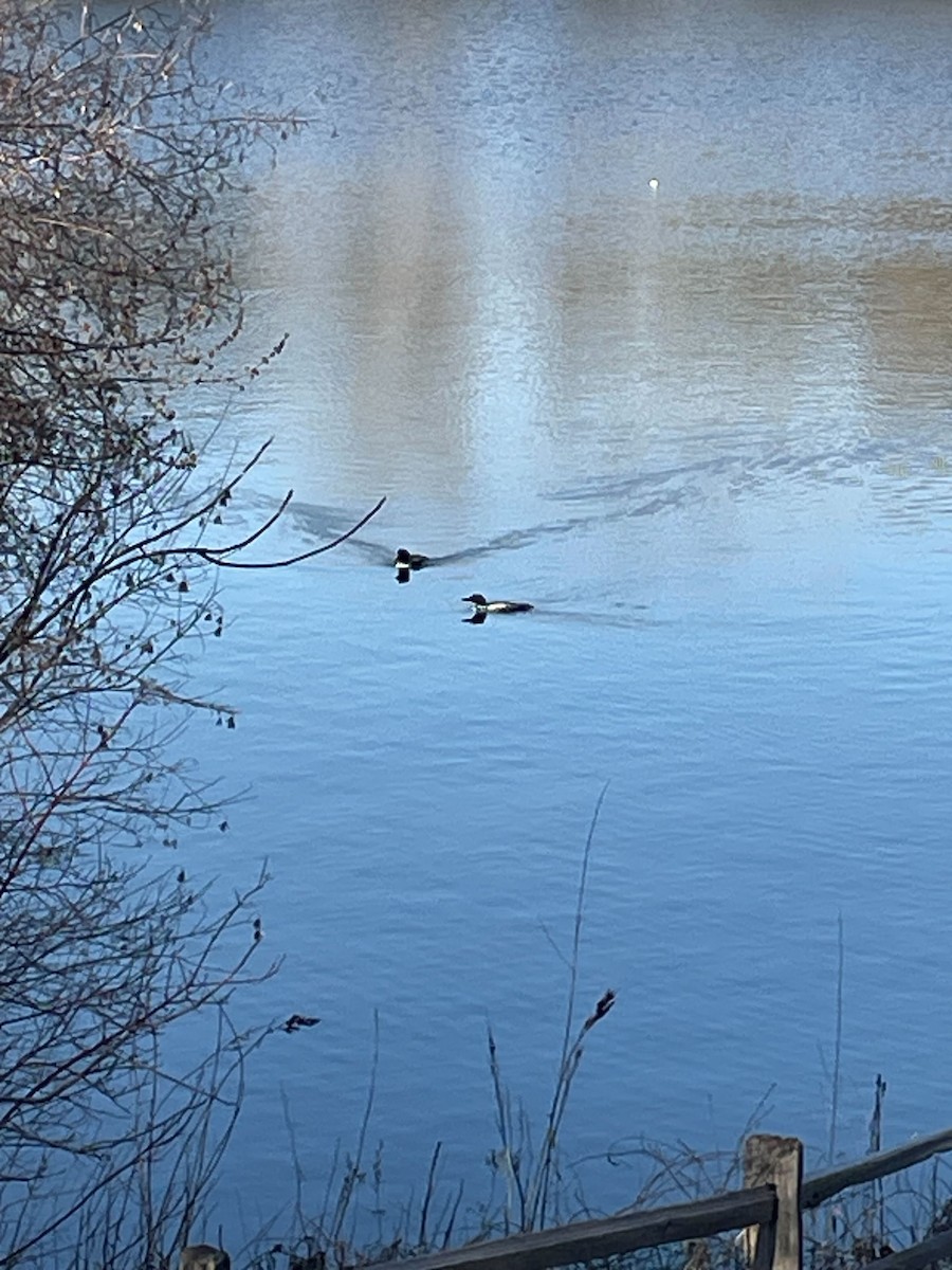 Common Loon - ML557113681