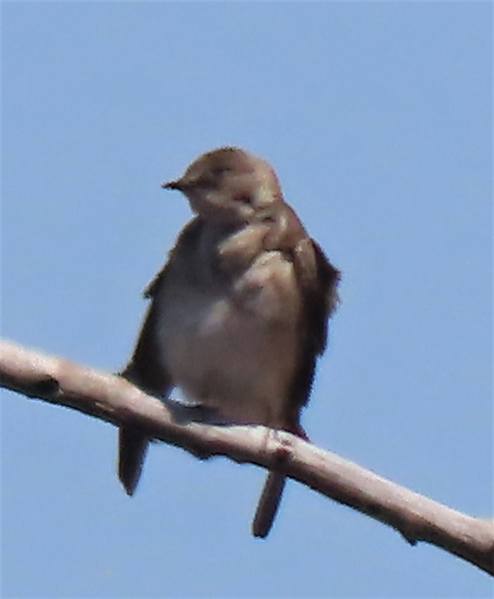 Golondrina Aserrada - ML557113751